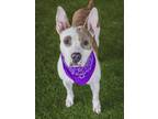 Adopt ALESSIA a Bull Terrier, Mixed Breed