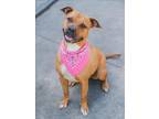 Adopt CINNAMON a American Staffordshire Terrier, Mixed Breed