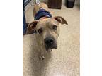 Adopt PRECIOUS a Mastiff, Shar-Pei