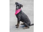 Adopt TULLY a German Shepherd Dog, Labrador Retriever