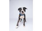 Adopt MOLLY a Boxer, Mixed Breed