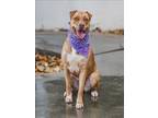 Adopt SANDRA a Labrador Retriever