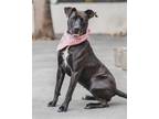 Adopt SPARKLER a American Staffordshire Terrier, Mixed Breed
