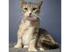 Adopt Queen a Domestic Short Hair