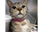 Adopt Sunshine a Domestic Short Hair