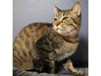 Adopt Lilo a Domestic Short Hair