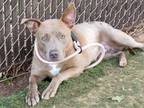Adopt GI JANE a American Staffordshire Terrier, Mixed Breed