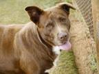 Adopt COCO a Labrador Retriever, Mixed Breed