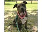 Adopt INGRID a American Staffordshire Terrier