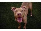 Adopt LANAKILA a Pit Bull Terrier, Mixed Breed