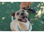 Adopt CRUMBL COOKIE a Pit Bull Terrier