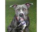 Adopt Starla a Pit Bull Terrier