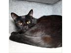 Adopt Estelle a Domestic Short Hair