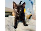 Adopt Blueberry a Domestic Short Hair