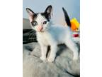 Adopt Muffin a Domestic Short Hair