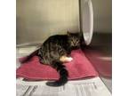 Adopt Jelly Bean a Domestic Short Hair