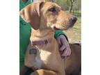 Adopt Vanilla a Anatolian Shepherd, Bloodhound