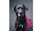 Adopt Evie a Labrador Retriever, Mixed Breed