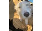 Adopt Icee-ADOPTED a Parson Russell Terrier, Siberian Husky