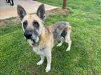 Adopt JOSIE a German Shepherd Dog