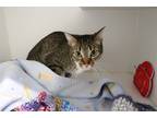 Adopt Cece a Domestic Shorthair / Mixed (short coat) cat in Dearborn