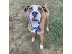 Adopt Bubba a Brindle Boxer / Mixed dog in Tuscaloosa, AL (38631236)