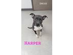 Adopt Harper a Pit Bull Terrier