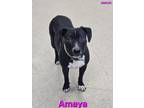 Adopt Amaya a American Staffordshire Terrier, Mixed Breed