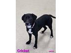 Adopt Cricket a Black Labrador Retriever, Terrier