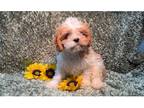 Cavachon Puppy for sale in Springfield, MO, USA