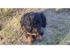 Dachshund Puppy for sale in Springfield, MO, USA