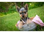 Yorkshire Terrier Puppy for sale in South Bend, IN, USA