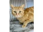 Adopt Fig a Domestic Short Hair