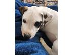 Adopt Rita a Pit Bull Terrier, Mixed Breed