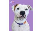Adopt Layla a Pit Bull Terrier, Mixed Breed
