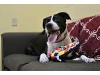 Adopt Gypsy a Pit Bull Terrier, Mixed Breed