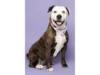 Adopt Keeva a American Staffordshire Terrier, Mixed Breed