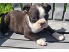 Boston Terrier Puppy for sale in Springfield, MO, USA