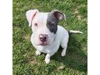 Adopt Lisa a Pit Bull Terrier, Mixed Breed