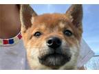 Shiba Inu Puppy for sale in Fayetteville, AR, USA