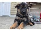 German Shepherd Dog Puppy for sale in Evansville, IN, USA