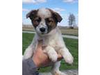 Adopt Abey a Golden Retriever, Mixed Breed