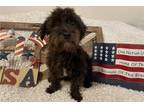 Mutt Puppy for sale in Wichita, KS, USA