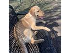 Adopt Mai Tai a Yellow Labrador Retriever