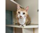 Adopt Shortcake a Domestic Short Hair