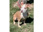 Adopt Daisy a Pit Bull Terrier, Mixed Breed