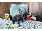 French Bulldog Puppy for sale in Springfield, MO, USA