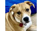 Adopt Daphney a Boxer, Mixed Breed