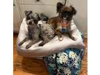 Adopt Giselle and Honey a Pekingese, Miniature Schnauzer