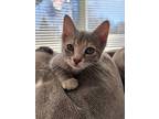 Adopt Bonnie a Domestic Short Hair